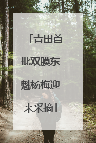 青田首批双膜东魁杨梅迎来采摘